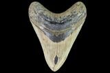 Fossil Megalodon Tooth - North Carolina #109672-1